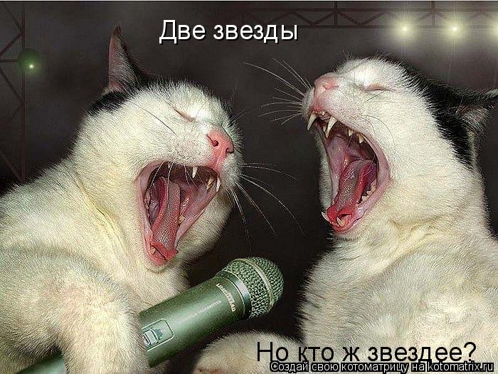 Котоматрица: Две звезды   Но кто ж звездее?
