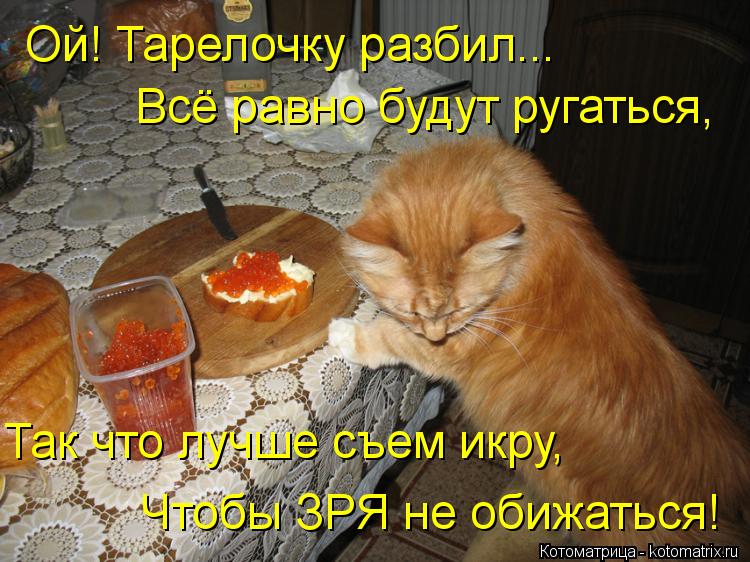 Котоматрица: Ой! Тарелочку разбил...  Всё равно будут ругаться,  Так что лучше съем икру,  Чтобы ЗРЯ не обижаться!