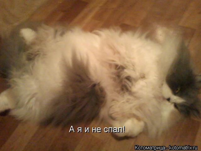 Котоматрица: А я и не спал!