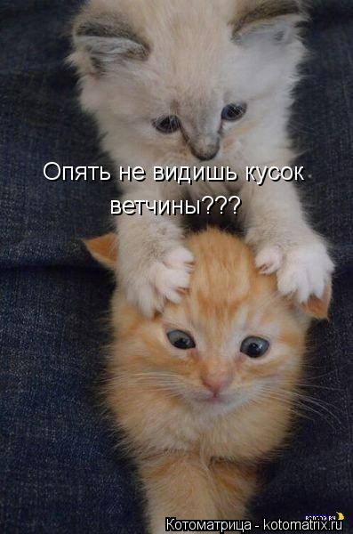 Опять не видишь кусок ветчины???... Котоматрица: Опять не видишь кусок ветчины???
