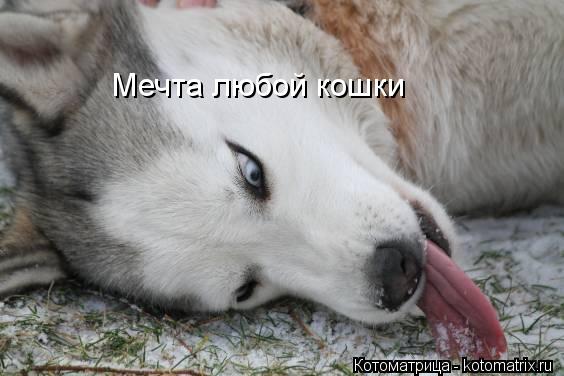 Котоматрица: Мечта любой кошки