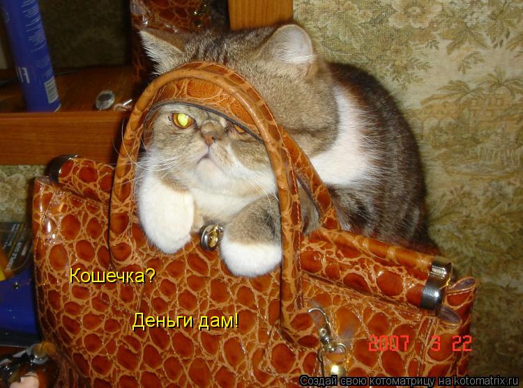 Котоматрица: Кошечка? Деньги дам!