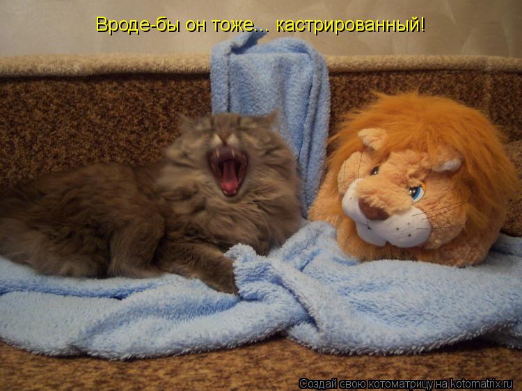 Котоматрица: Вроде-бы он тоже... кастрированный!