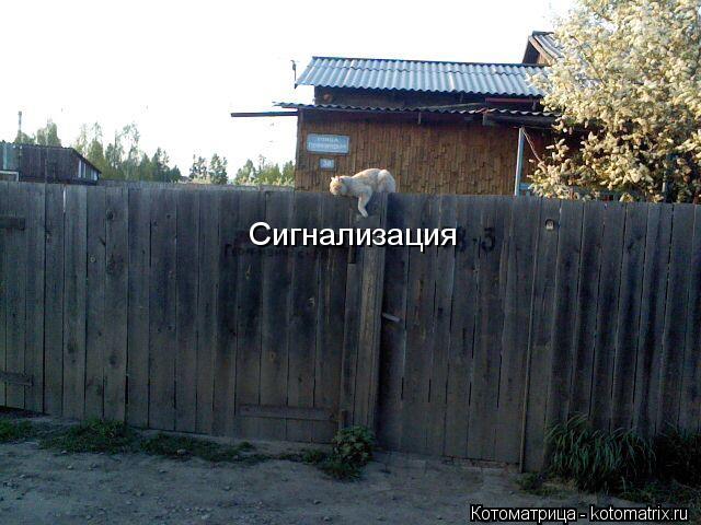Котоматрица: Сигнализация