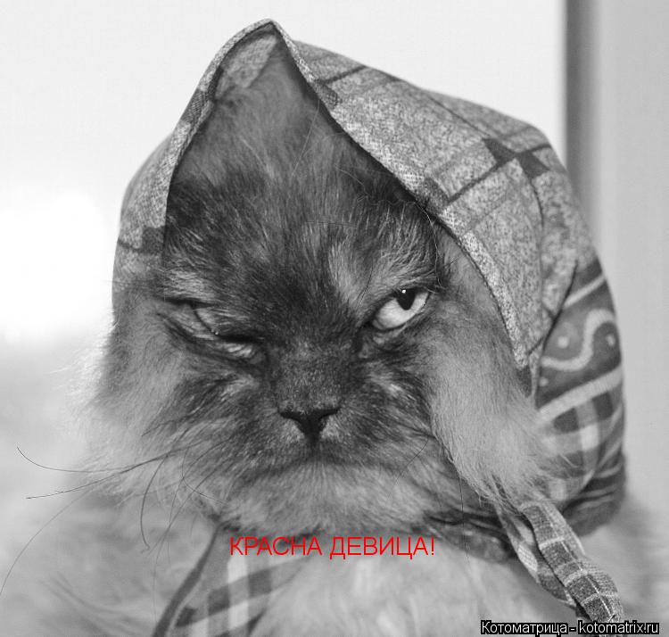 Котоматрица: КРАСНА ДЕВИЦА!