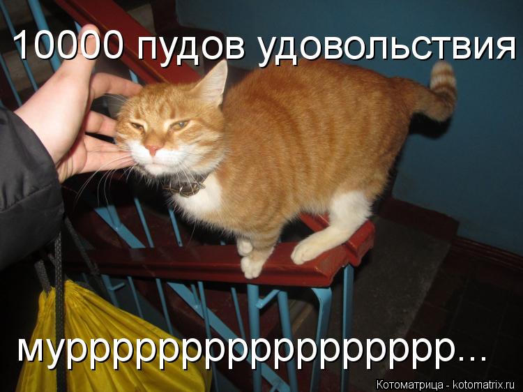 Котоматрица: 10000 пудов удовольствия муррррррррррррррррр...
