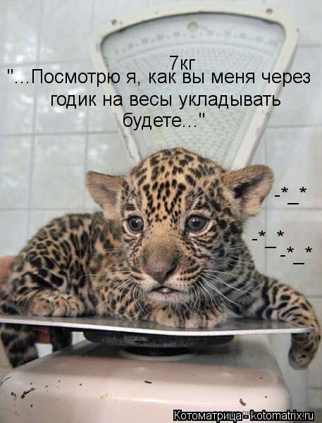 Котоматрица: "...Посмотрю я, как вы меня через годик на весы укладывать будете..."
