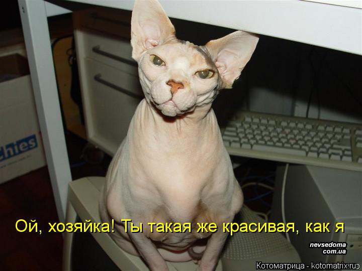 Котоматрица: Ой, хозяйка! Ты такая же красивая, как я