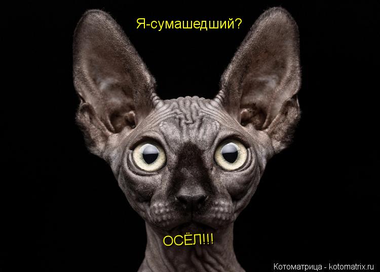 Я-сумашедший? ОСЁЛ!!!... Котоматрица: Я-сумашедший? ОСЁЛ!!!