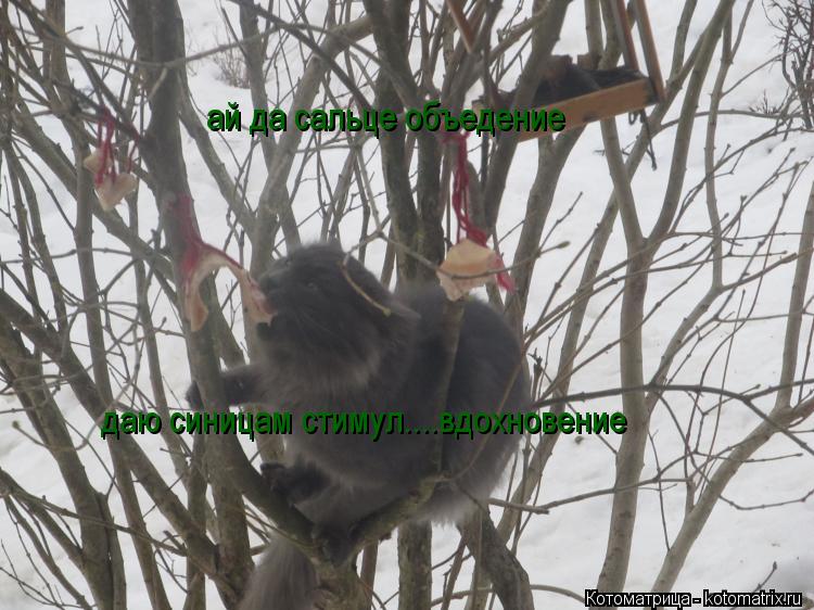 Котоматрица: ай да сальце объедение  даю синицам стимул....вдохновение