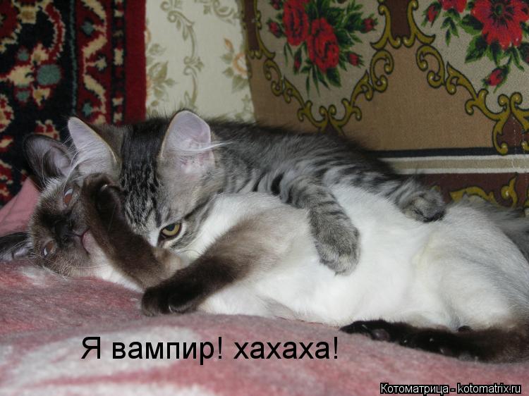 Котоматрица: Я вампир! хахаха!