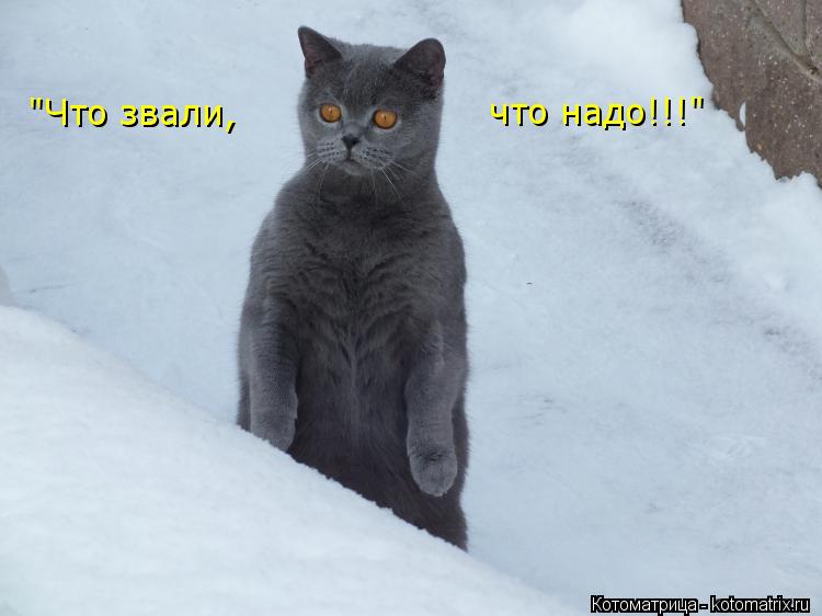 Котоматрица: "Что звали, что надо!!!"