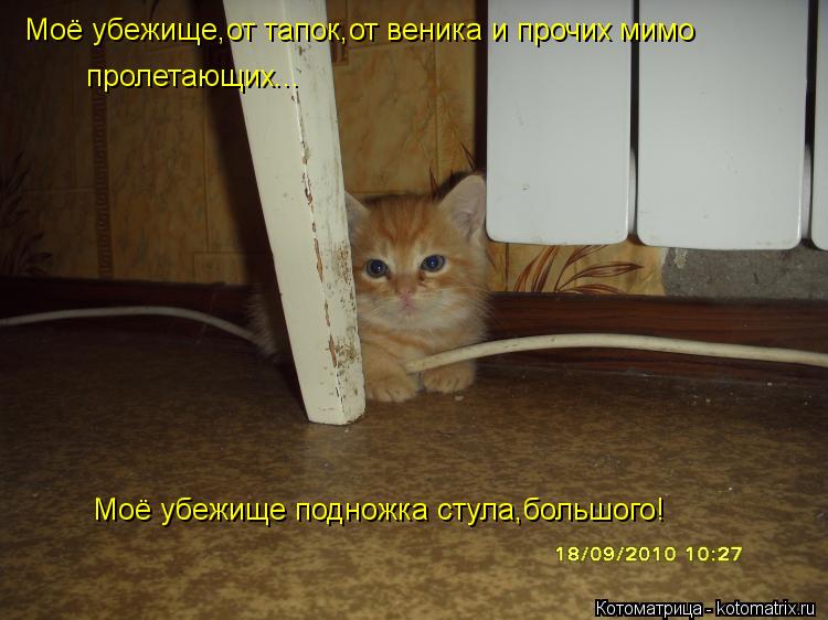 Котоматрица: Моё убежище,от тапок,от веника и прочих мимо  пролетающих... Моё убежище подножка стула,большого!