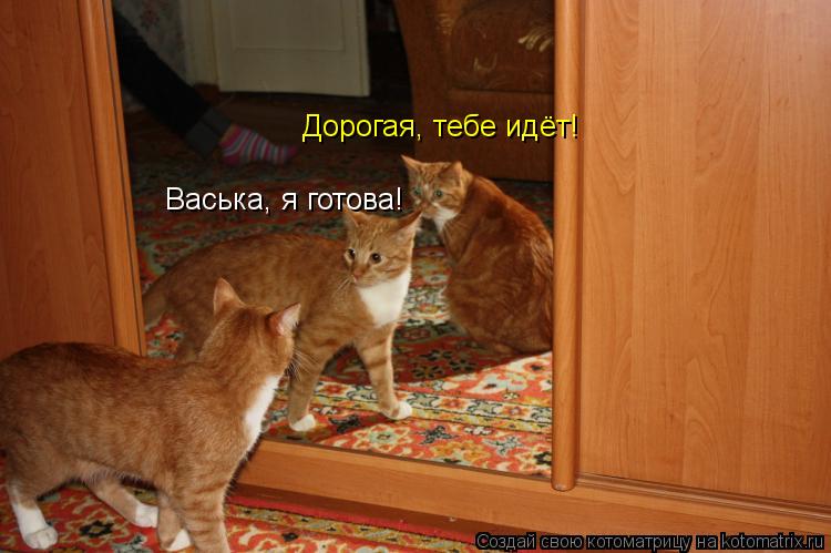 Котоматрица: Васька, я готова! Дорогая, тебе идёт!
