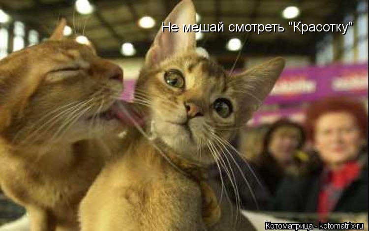 Не мешай смотреть "Красотку"... Котоматрица: Не мешай смотреть "Красотку"
