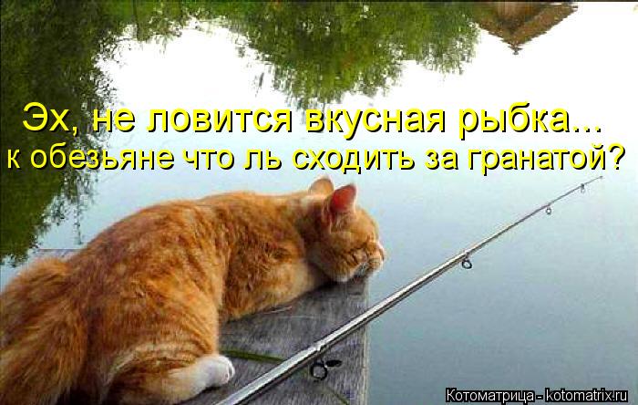 Котоматрица: Эх, не ловится вкусная рыбка... к обезьяне что ль сходить за гранатой?