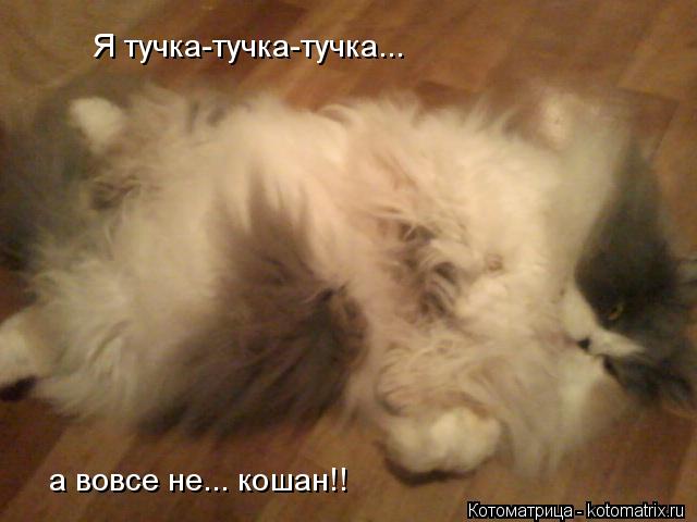 Котоматрица: Я тучка-тучка-тучка... а вовсе не... кошан!!