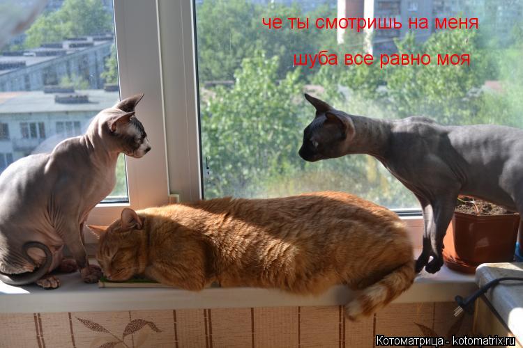 Котоматрица: че ты смотришь на меня  шуба все равно моя