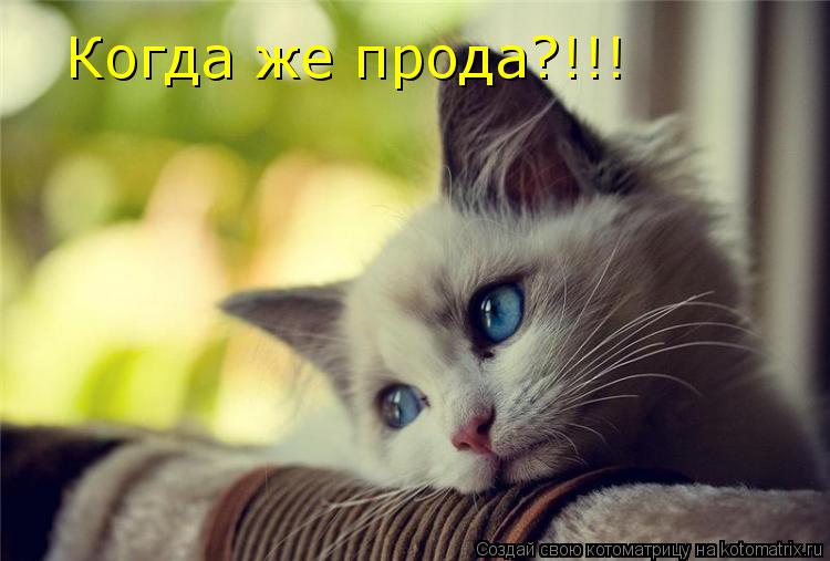 Когда же прода?!!!... Котоматрица: Когда же прода?!!!