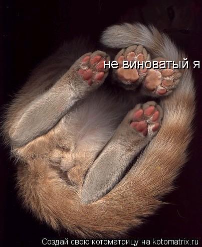 не виноватый я... Котоматрица: не виноватый я