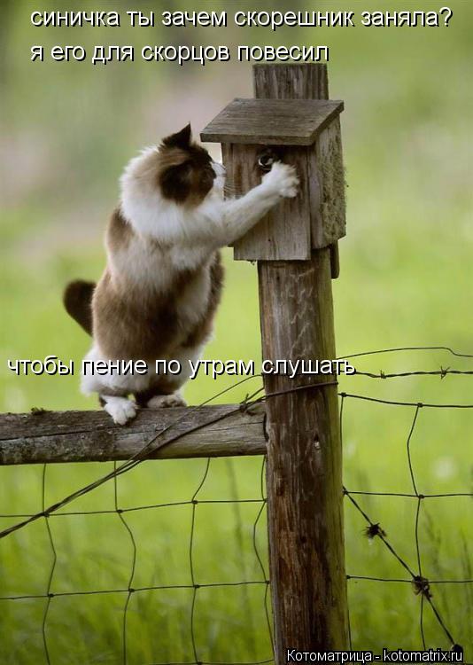 Котоматрица: синичка ты зачем скорешник заняла? я его для скорцов повесил чтобы пение по утрам слушать