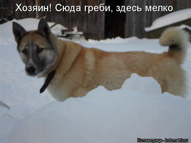 Хозяин! Сюда греби, здесь мелко... Котоматрица: Хозяин! Сюда греби, здесь мелко