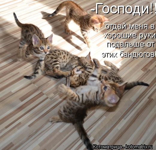Котоматрица: -Господи!!!отдай меня в хорошие руки,подальше от  этих бандюгов!! отдай меня в хорошие руки,подальше от  этих бандюгов!!  хорошие руки,подальше