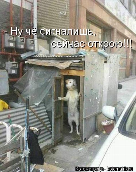 - Ну чё сигналишь, сейчас открою!!!... Котоматрица: - Ну чё сигналишь, сейчас открою!!!