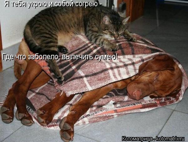 Котоматрица: Я тебя укрою и собой согрею - Где что заболело, вылечить сумею!