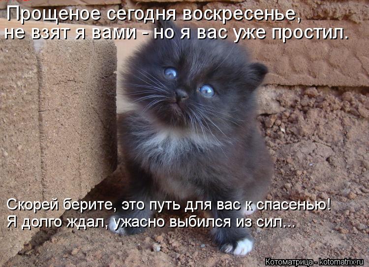Котоматрица: Прощеное сегодня воскресенье, не взят я вами - но я вас уже простил. Скорей берите, это путь для вас к спасенью! Я долго ждал, ужасно выбился и