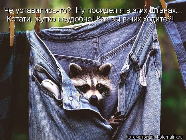 Котоматрица: Чё уставились-то?! Ну посидел я в этих штанах... Кстати, жутко неудобно! Как вы в них ходите?!