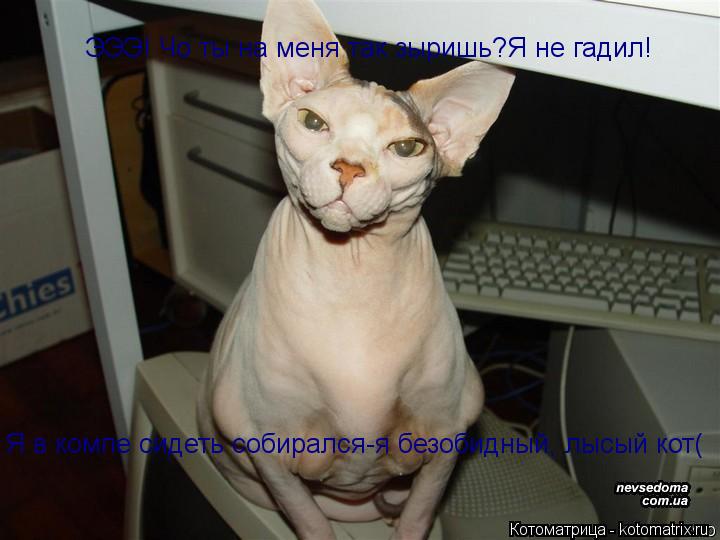 Котоматрица: ЭЭЭ! Чо ты на меня так зыришь?Я не гадил! Я в компе сидеть собирался-я безобидный, лысый кот(