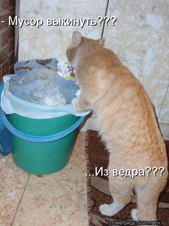- Мусор выкинуть??? ...Из ведра???... Котоматрица: - Мусор выкинуть??? ...Из ведра???