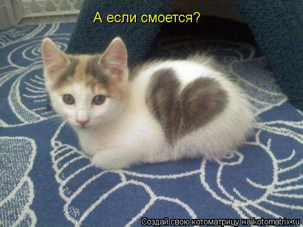 А если смоется?... Котоматрица: А если смоется?