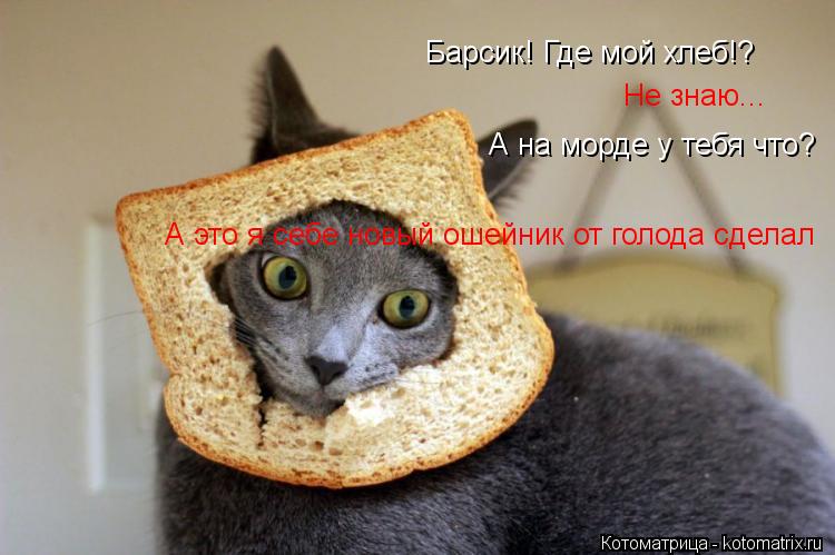 Котоматрица: Барсик! Где мой хлеб!? Не знаю... А на морде у тебя что? А это я себе новый ошейник от голода сделал