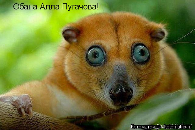 Котоматрица: Обана Алла Пугачова!