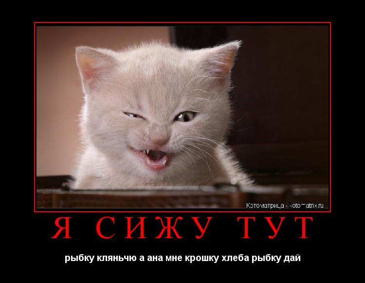 Котоматрица: Я СИЖУ ТУТ рыбку кляньчю а ана мне крошку хлеба рыбку дай