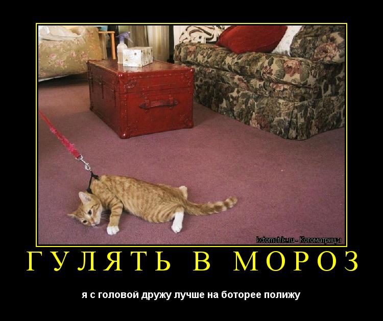 Котоматрица: ГУЛЯТЬ В МОРОЗ  я с головой дружу лучше на боторее полижу