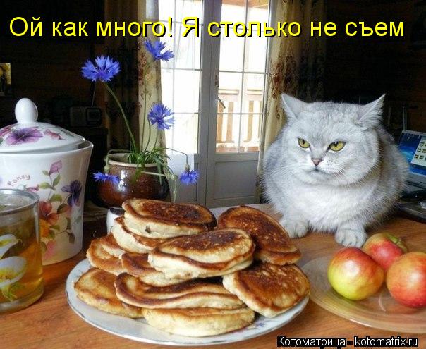 Котоматрица: Ой как много! Я столько не съем