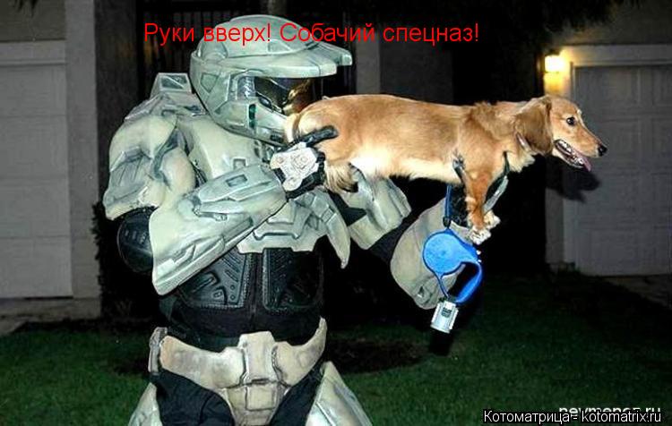 Котоматрица: Руки вверх! Собачий спецназ!
