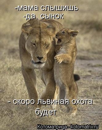 Котоматрица: -мама слышишь -да, сынок - скоро львиная охота  будет