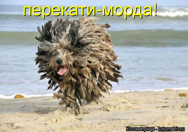 Котоматрица: перекати-морда!