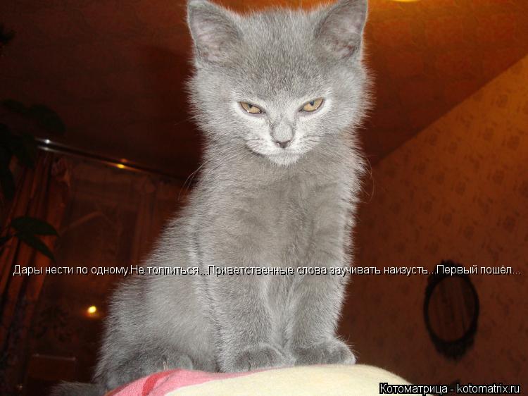 Котоматрица: Дары нести по одному.Не толпиться...Приветственные слова заучивать наизусть...Первый пошёл... Дары нести по одному.Не толпиться...Приветствен