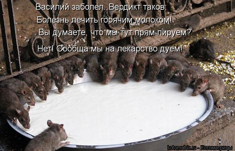 Котоматрица: Вы думаете, что мы тут прям пируем? Нет! Сообща мы на лекарство дуем! Василий заболел. Вердикт таков: Болезнь лечить горячим молоком!