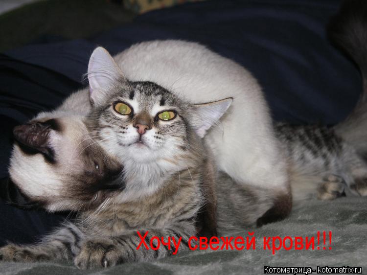 Котоматрица: Хочу свежей крови!!! Хочу свежей крови!!!