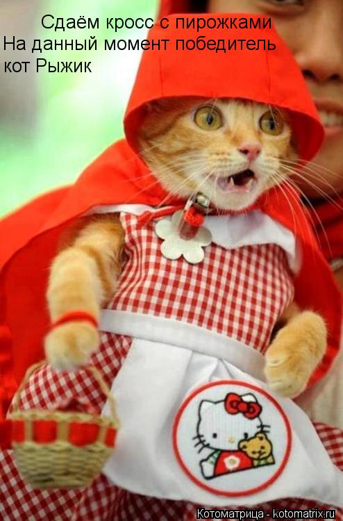 Котоматрица: Сдаём кросс с пирожками На данный момент победитель кот Рыжик