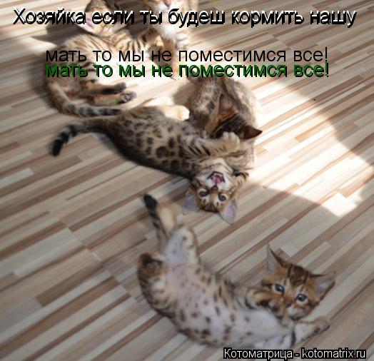 Котоматрица: Хозяйка если ты будеш кормить нашу Хозяйка если ты будеш кормить нашу мать то мы не поместимся все! мать то мы не поместимся все!