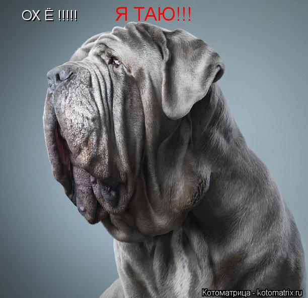 Котоматрица: ОХ Ё !!!!! Я ТАЮ!!!