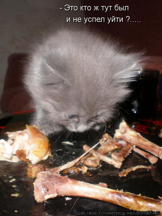 Котоматрица: - Это кто ж тут был  и не успел уйти ?.....
