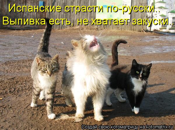 Котоматрица: Испанские страсти по-русски.. Выпивка есть, не хватает закуски...